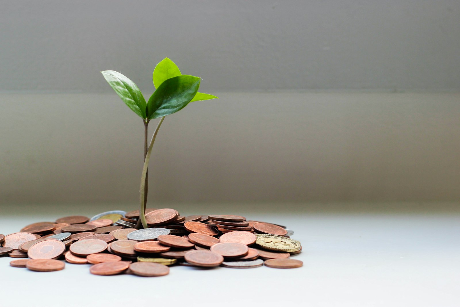 Coins with a small plant growing from them, representing financial growth